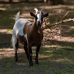 Le Domaine De Beaulieu ホテル