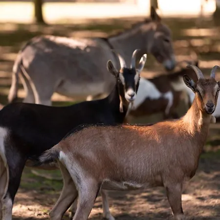 Hotel Le Domaine De Beaulieu 5*