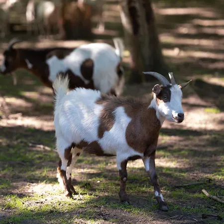 Le Domaine De Beaulieu Busnes