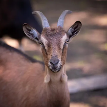 Hotel Le Domaine De Beaulieu Busnes