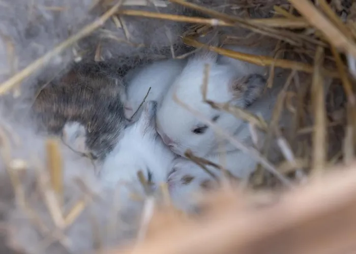 Le Château De Beaulieu Hotel Busnes