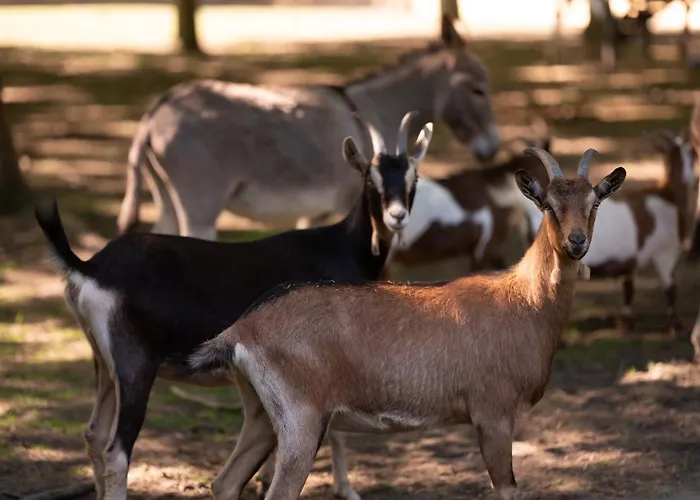 Hotel Le Château De Beaulieu 5*