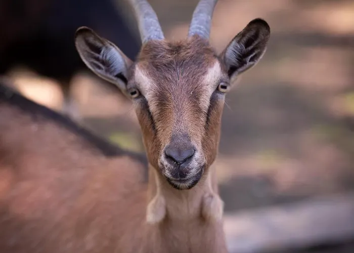 Hotel Le Château De Beaulieu Busnes